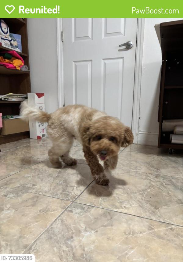Reunited Male Dog last seen Near E 47th St, Hialeah, FL 33013, USA, Hialeah, FL 33013