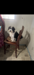 Lost Female Dog last seen Miller st & Robinson st, Bakersfield, CA 93305