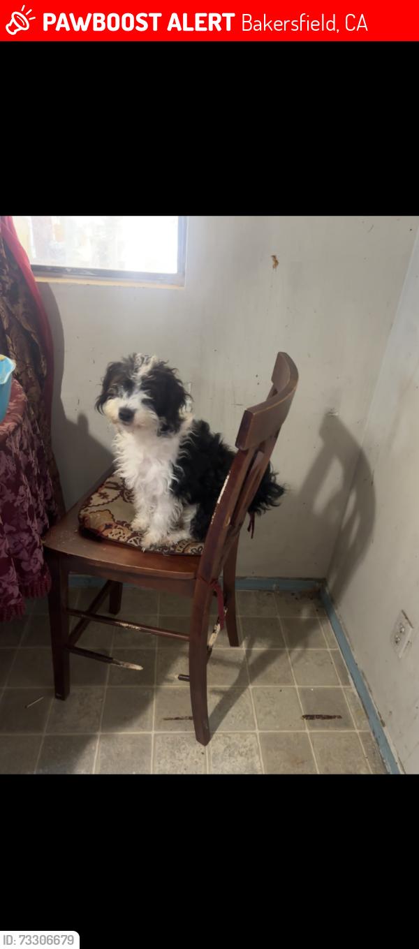 Lost Female Dog last seen Miller st & Robinson st, Bakersfield, CA 93305