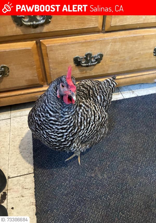 Lost Female Bird last seen baldwin st, Salinas, CA 93906