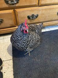 Lost Female Bird last seen baldwin st, Salinas, CA 93906