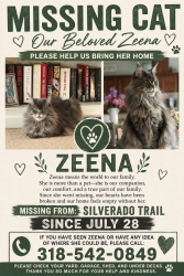 Lost Female Cat last seen Silverado Trail, Sherman, TX 75092