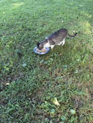 Found/Stray Female Cat last seen Scooters 411, Maryville, TN 37801