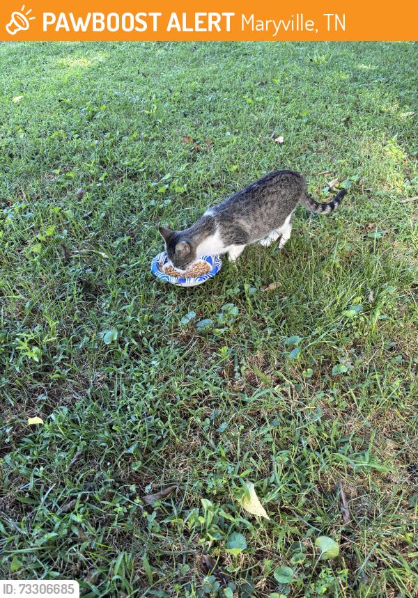 Found/Stray Female Cat last seen Scooters 411, Maryville, TN 37801