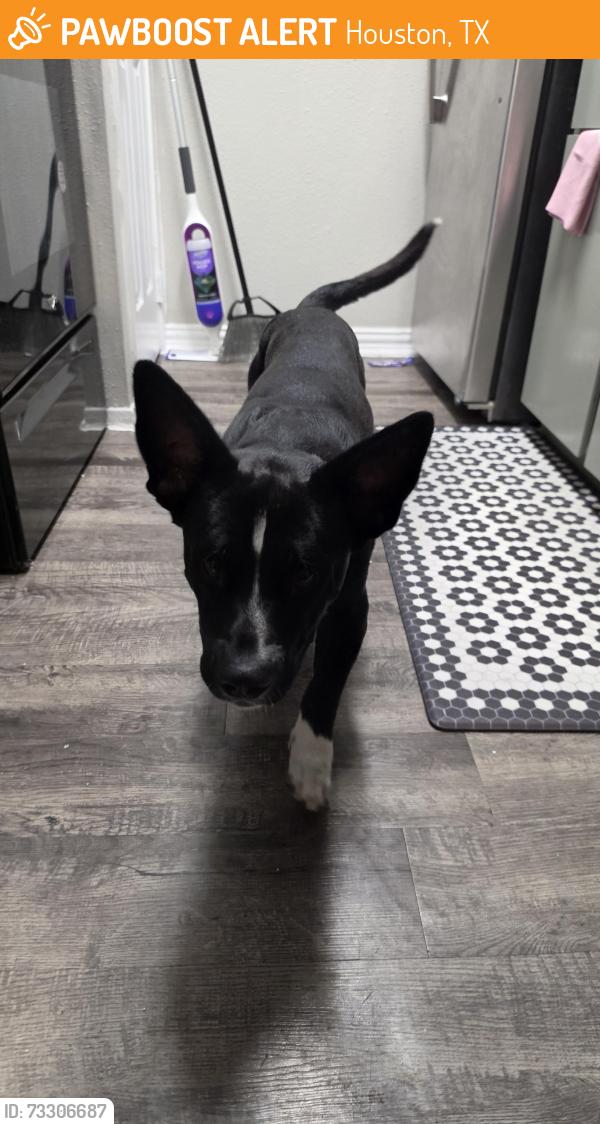 Found/Stray Male Dog last seen Near and I45 area, Houston, TX 77073
