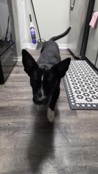 Found/Stray Male Dog last seen Near and I45 area, Houston, TX 77073