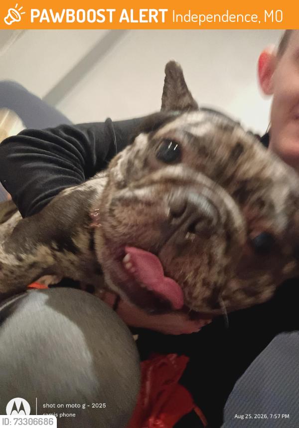 Found/Stray Female Dog last seen Independence mo on the square in parking lot, Independence, MO 64050