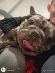 Found/Stray Female Dog last seen Independence mo on the square in parking lot, Independence, MO 64050