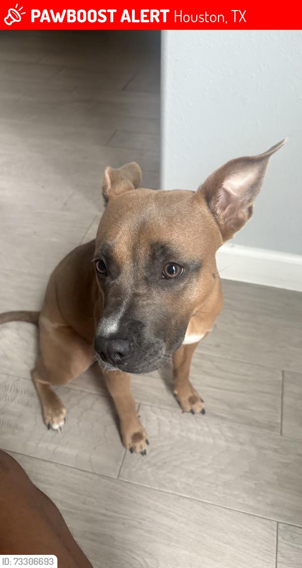 Lost Female Dog last seen Near Rodgers Rd, Houston, TX 77070