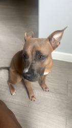 Lost Female Dog last seen Near Rodgers Rd, Houston, TX 77070