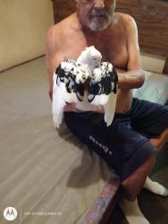 Found/Stray Unknown Bird last seen High end Mexican steak hse, Kent, WA 98042