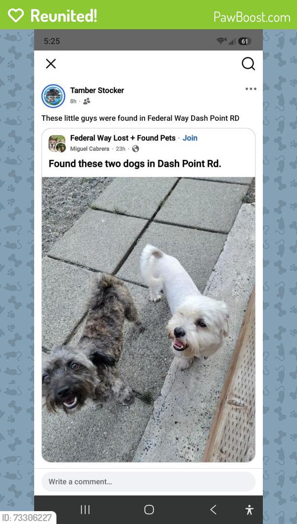 Reunited Female Dog last seen Dashpoint Rd, Federal Way, WA 98023