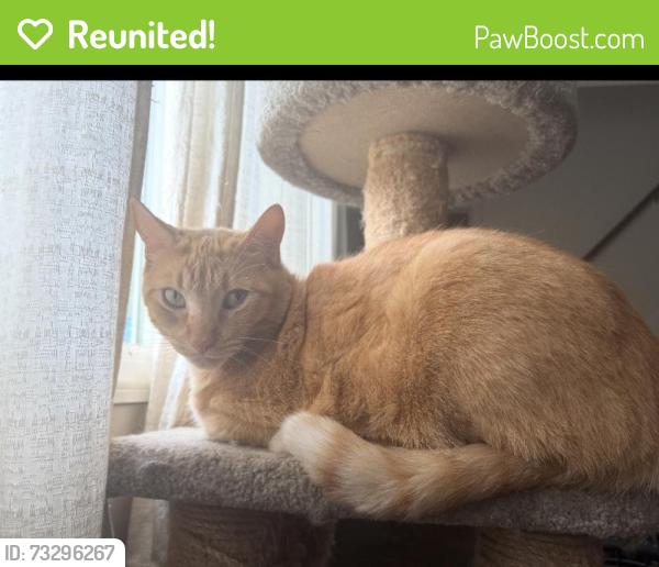 Reunited Male Cat last seen greenbriar drive, Dale City, VA 22193