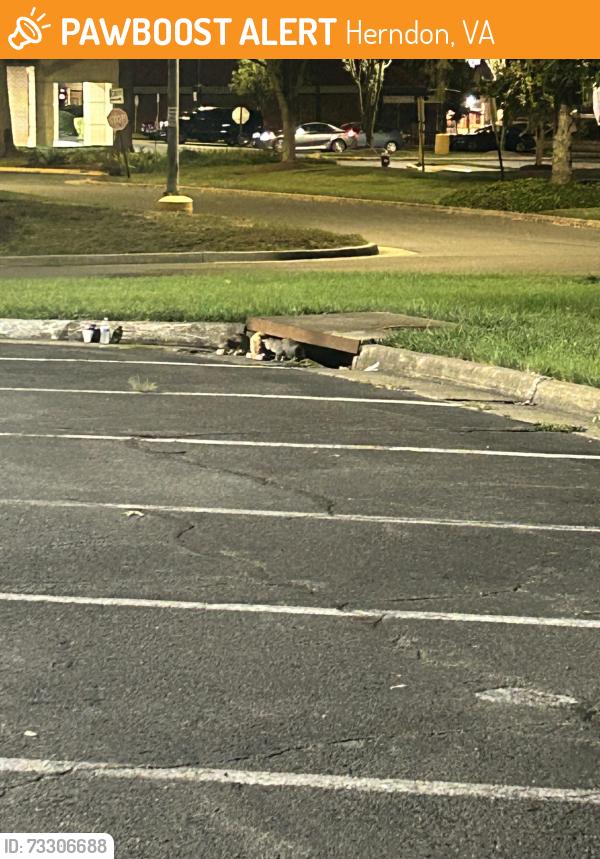 Found/Stray Unknown Cat last seen Across from sprouts and Panera, Herndon, VA 20170
