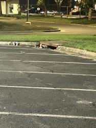 Found/Stray Unknown Cat last seen Across from sprouts and Panera, Herndon, VA 20170