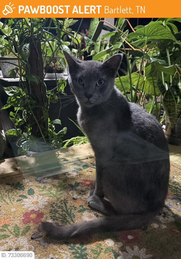 Found/Stray Male Cat last seen North Street, Bartlett, TN 38002