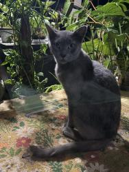 Found/Stray Male Cat last seen North Street, Bartlett, TN 38002