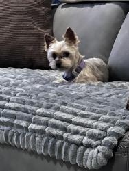 Reunited Female Dog last seen Near E Garigans Gulch, Vail, AZ 85641