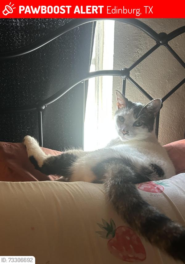 Lost Male Cat last seen Trenton near the Chevrolet dealership, Edinburg, TX 78542
