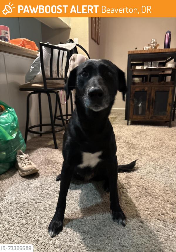 Found/Stray Female Dog last seen 121st and Scholls Ferry Rd Beaverton, OR, Beaverton, OR 97008