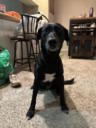 Found/Stray Female Dog last seen 121st and Scholls Ferry Rd Beaverton, OR, Beaverton, OR 97008