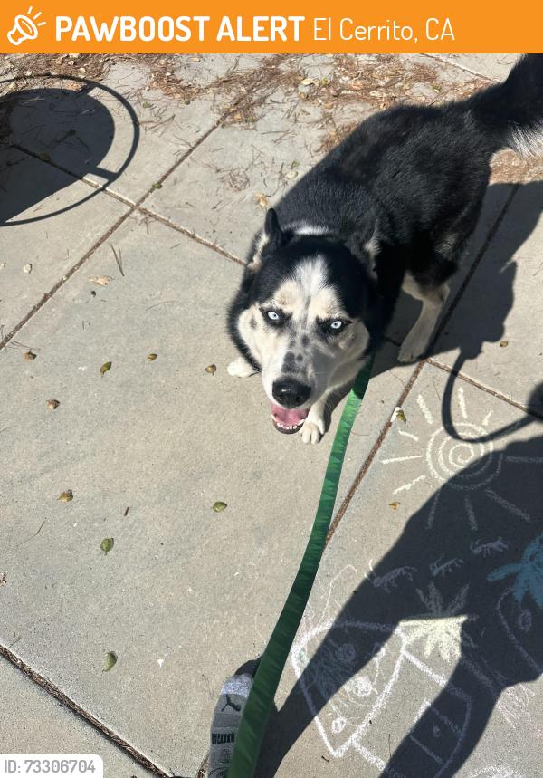 Found/Stray Male Dog last seen El Cerrito Fire hse on Arlington, El Cerrito, CA 94530