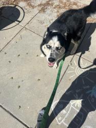 Found/Stray Male Dog last seen El Cerrito Fire hse on Arlington, El Cerrito, CA 94530