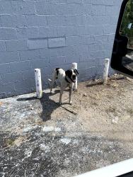 Found/Stray Male Dog last seen Morgan Ford and baische, St. Louis, MO 63116