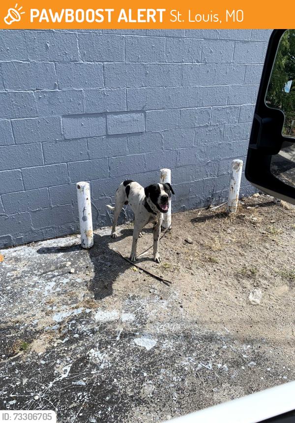 Found/Stray Male Dog last seen Morgan Ford and baische, St. Louis, MO 63116