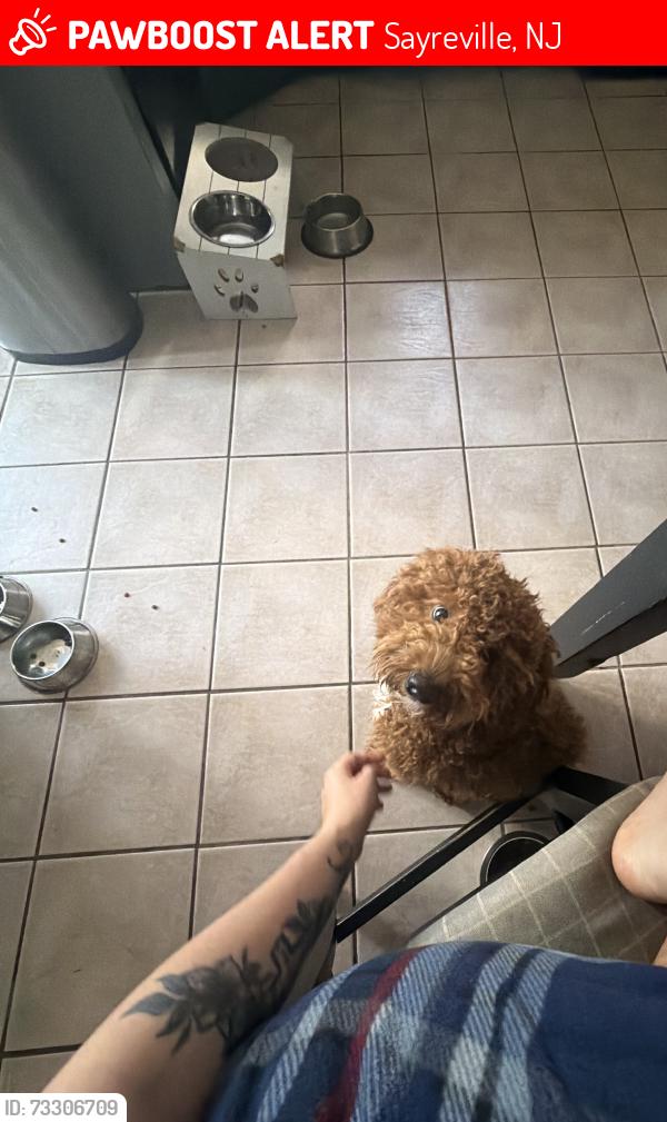 Lost Male Dog last seen Main Street, Sayreville, NJ 08872