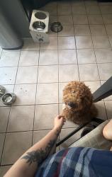 Lost Male Dog last seen Main Street, Sayreville, NJ 08872