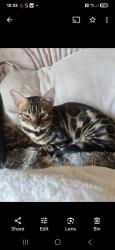 Reunited Male Cat last seen Home, West Midlands, England B30 2TL