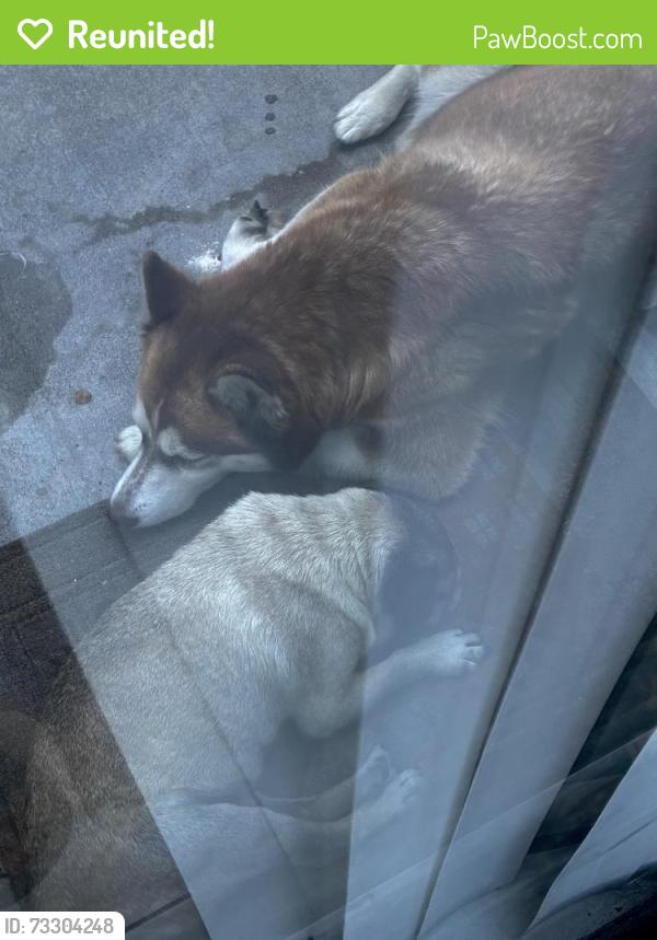 Reunited Unknown Dog last seen Near S West St, Anaheim, CA 92802, USA, Anaheim, CA 92802
