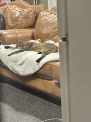 Found/Stray Female Cat last seen Robert c Jackson and morganton, Maryville, TN 37801