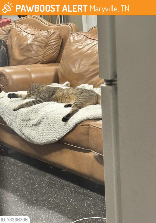 Found/Stray Female Cat last seen Robert c Jackson and morganton, Maryville, TN 37801