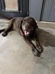 Reunited Male Dog last seen Bronco rd, Wolfforth, TX 79382