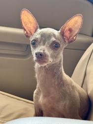 Reunited Female Dog last seen Norsis Drive and Tomaino Way, Green Tree, PA 15220