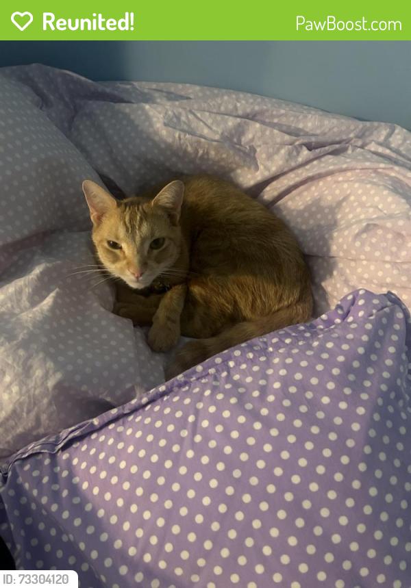 Reunited Male Cat last seen Murphy School Rd/Friends School Rd, Durham, NC 27705