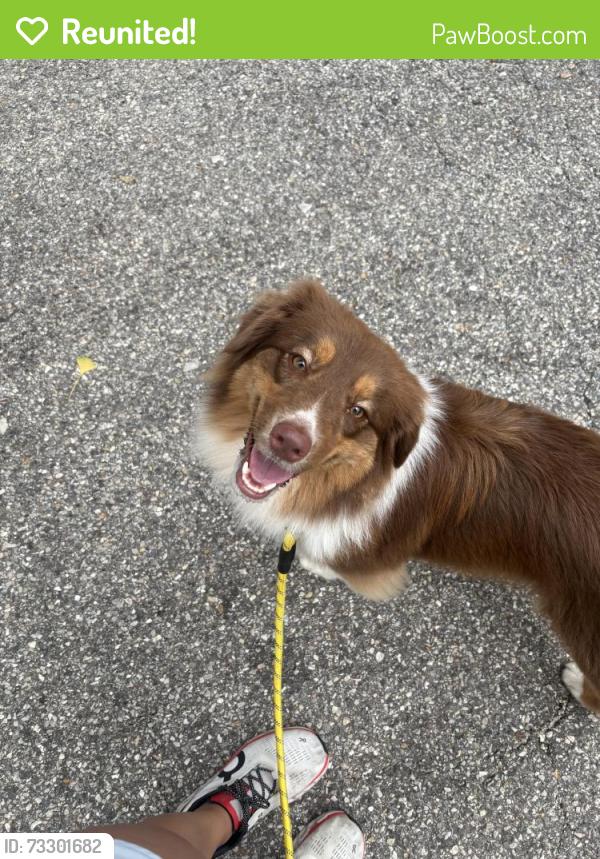 Reunited Female Dog last seen Lost by Patterson Park, last seen on 400 Block of N Ellwood, Baltimore, MD 21224