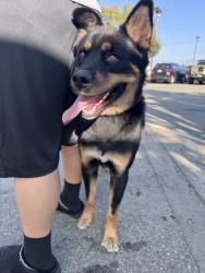 Reunited Male Dog last seen Mountain Dr, San Bernardino, CA 92407, USA, San Bernardino, CA 92407