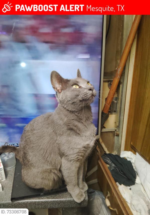 Lost Female Cat last seen Lawson/beltline, Mesquite, TX 75181