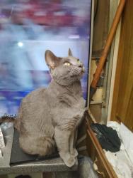 Lost Female Cat last seen Lawson/beltline, Mesquite, TX 75181