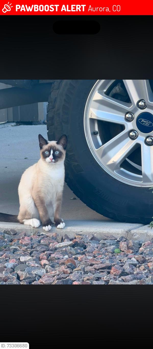 Lost Male Cat last seen Near White Crow street, Aurora, CO 80018