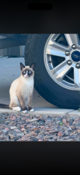 Lost Male Cat last seen Near White Crow street, Aurora, CO 80018