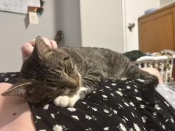 Reunited Male Cat last seen Malibu Ridge, Flowery Branch, GA 30542