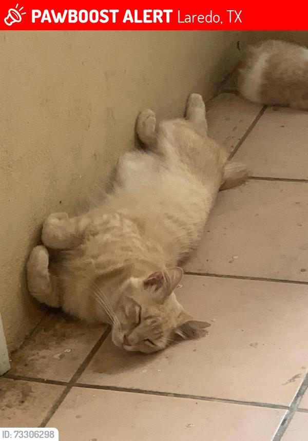 Lost Male Cat last seen Bencha Rd & Valdosa Dr, Laredo, TX 78043