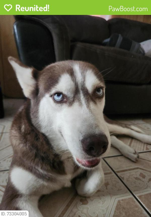 Reunited Female Dog last seen Veterans/I Road and Prosperida, Pharr, TX 78577