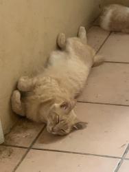 Lost Male Cat last seen Bencha Rd & Valdosa Dr, Laredo, TX 78043