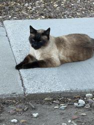 Lost Male Cat last seen Lookout Dr., Oxnard, CA 93035