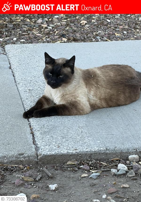 Lost Male Cat last seen Lookout Dr., Oxnard, CA 93035